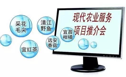 又到柑橘成熟季 湖北宜昌借力電商，破解銷售難題